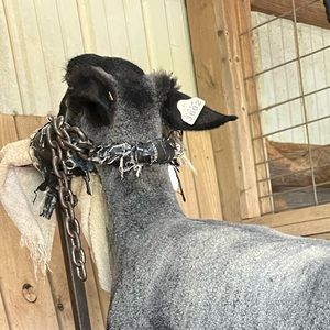 Meet your Posher, Landon